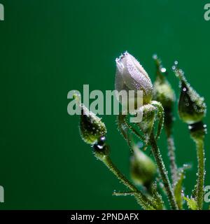 Weiße Rose unter Wasser mit Luftblasen auf grünem Hintergrund Stockfoto