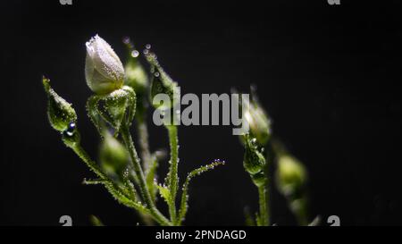 Weiße Rose unter Wasser mit Luftblasen auf schwarzem Hintergrund Stockfoto