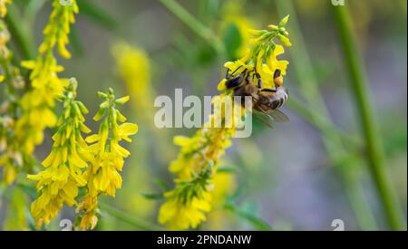 Biene auf gelben Wildblumen sammelt Nektar und Pollen Stockfoto