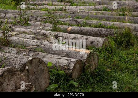 Ein Haufen Stämme, die auf dem Gras in der Nähe des Waldrands liegen. Brennholzstrümpfe, Entwaldung. Protokolle Nahaufnahme. Stockfoto