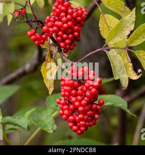 Charakteristischer und auffälliger kleiner Bergbaum mit roten Beeren. Sorbus aucuparia, gemeinhin Rowan und Bergreasche genannt. Stockfoto