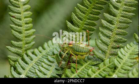 Steropleurus pseudolus Saddle Buschkricket großer Heuschrecken ohne Flügel grün. Endemisch. Tageslicht Stockfoto