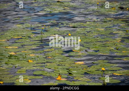 Wasserlilie Blätter und gelbe Wasserlilie binden Lilienblüten. Fotografiert während eines sonnigen Tages im See. Wolken, die von der Oberfläche der Verbindung reflektiert werden. Stockfoto