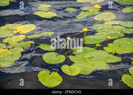 Wasserlilie Blätter und gelbe Wasserlilie binden Lilienblüten. Fotografiert während eines sonnigen Tages im See. Wolken, die von der Oberfläche der Verbindung reflektiert werden. Stockfoto