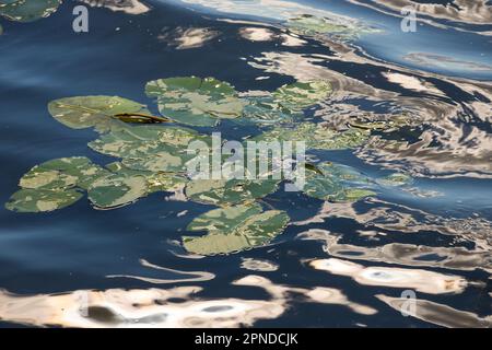 Wasserlilie Blätter und gelbe Wasserlilie binden Lilienblüten. Fotografiert während eines sonnigen Tages im See. Wolken, die von der Oberfläche der Verbindung reflektiert werden. Stockfoto