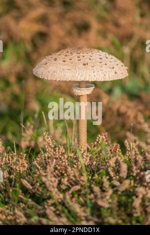 Parasol Pilz, Macrolepiota procera Stockfoto