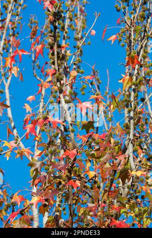 Amerikanischer Süßgummi (Liquidambar styraciflua) Blätter im Herbst, Buenos Aires, Argentinien. Stockfoto