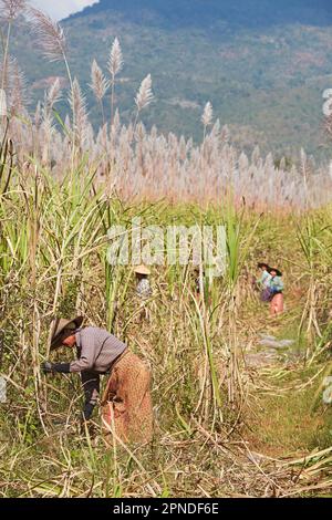 Frauen, die in der Zuckerrohrernte arbeiten, Inle Lake, Burma. Stockfoto