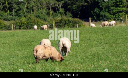 Ein paar Schafe auf einer Weide an einem Sommertag. Tiere auf der Wiese. Bauernhof. Weiße Schafe auf grünem Grasfeld Stockfoto