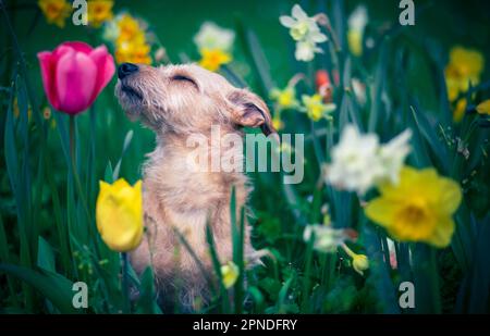 Der Duft von Blumen für einen Hund Stockfoto