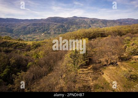 Ein Luftblick auf das malerische Valle del Jerte in Spanien mit einem Feld mit atemberaubenden Kirschblüten in voller Blüte Stockfoto