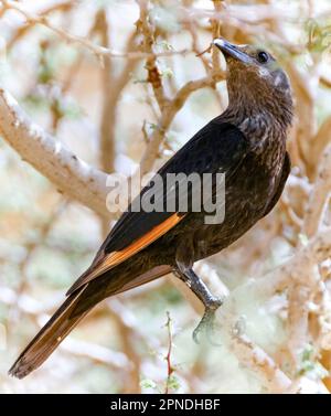 Desert Tristramic (Tristram Starling), weiblich auf einem Ast. Judäische Wüste, Israel. Stockfoto