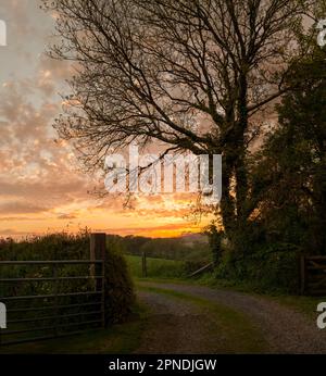 Country Lane nach Sonnenuntergang in der kornischen Landschaft, eine Farm Track und Tor in der Nähe von Feldern und Farmen auf der Lizard Peninsula, Wolken, die das letzte Licht einfangen Stockfoto