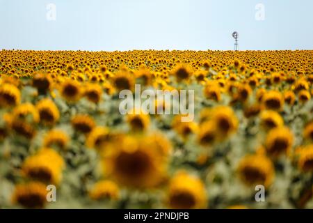 Ein Sonnenblumenfeld in der argentinischen Pampas, mit einer traditionellen Windmühle im Hintergrund, südlich von Buenos Aires. Stockfoto