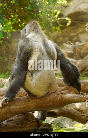 Ein riesiger Gorilla sitzt auf einem umgestürzten Baum mit dem Rücken zur Kamera. Silberrückengorillas, vorwiegend Pflanzenfresser Affen Stockfoto