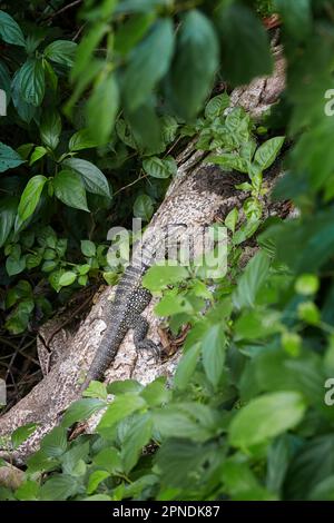 Ein „argentinischer schwarz-weißer Tegu“ in der Regenwaldlandschaft von Iguazú, Brasilien. Stockfoto