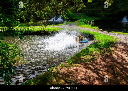 Künstlicher Teich mit Fisch auf einer Forellenzucht Stockfoto