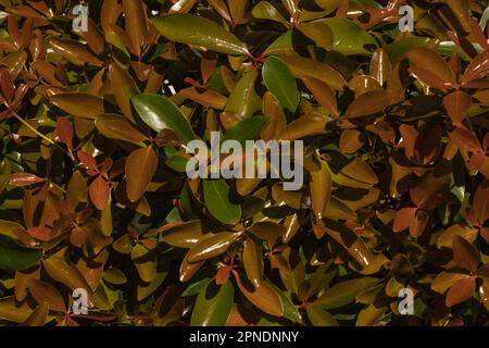 Büsche und Sträucher, Gartenbau, Landschaftsbau, Herbstfarben, Laub, Stillleben! Stockfoto