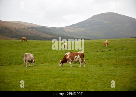 grüne shetland-Viehfelder bedeckt Tagesinsel von skye scotland Highlands uk Stockfoto