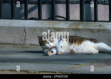 Larry, eine grau-weiße Katze und Chief Mouser, genießt die Morgensonne in der Downing Street. Stockfoto