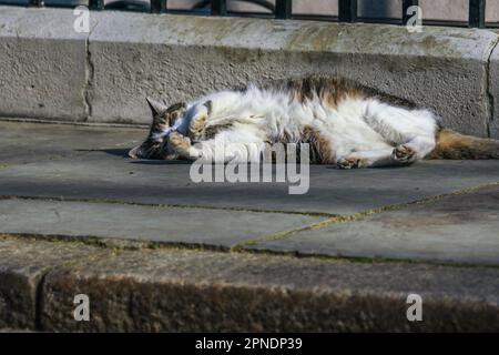 Larry, eine grau-weiße Katze und Chief Mouser, genießt die Morgensonne in der Downing Street. Stockfoto