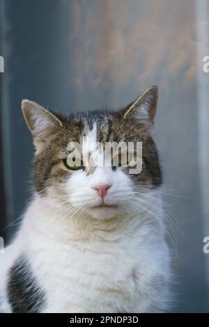 Larry, eine grau-weiße Katze und Chief Mouser, genießt die Morgensonne in der Downing Street. Stockfoto