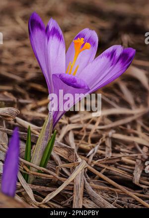 Wilde lila und gelbe Irisblüten ( Crocus heuffelianus ) wachsen im Schatten, trockenes Gras und Blätter umher Stockfoto