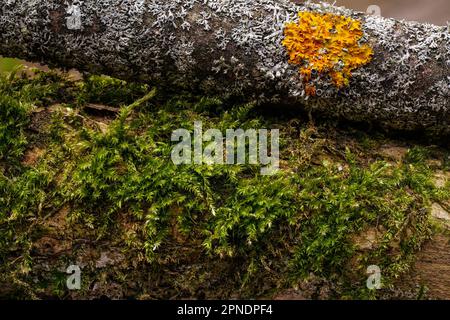 Moos und Flechten wachsen auf einem umgestürzten Baumstamm, Nahaufnahme Makrodetails Stockfoto