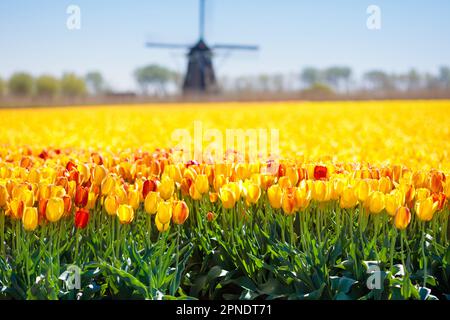 Tulpenfelder und Windmühle in Holland, Niederlande. Blühende Blumenfelder mit roten und gelben Tulpen in niederländischer Landschaft. Stockfoto