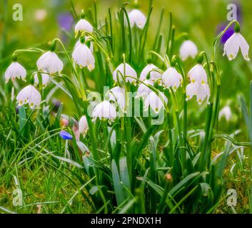 Schöne Snwoflake Frühlingsblumen blühen Stockfoto