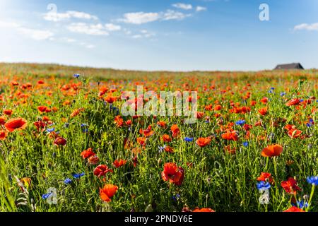 Blühende Mohnwiese im Frühsommer. Stockfoto