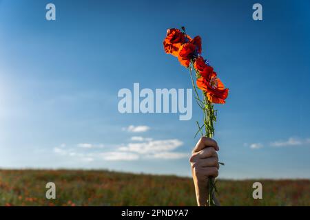 Eine Frauenhand hält ein Bündel roter Mohnblumen in einem Feld vor einem blauen Himmel. Stockfoto
