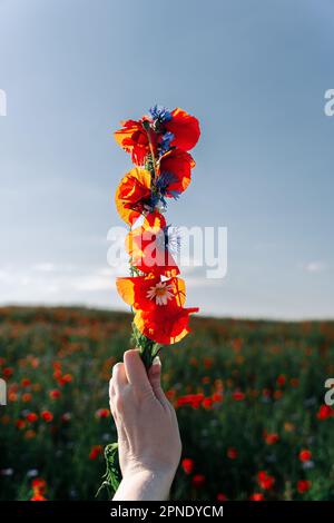 Eine weibliche Hand hält ein Bündel Wildblumen in einem Mohnfeld. Rote Mohnblumen und blaue Maisblumen in der Hand einer Frau. Stockfoto