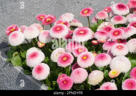 Pomponette Bellis perennis Bellis Pomponette weiß Rosa Blumen Bellis im Topf Englische Daisy Container Daisies Topf Frühlingsblüten wachsende April Blumen Stockfoto