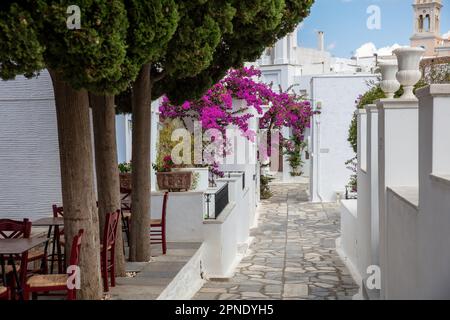 Tinos Insel Griechenland. Kykladische Architektur im Dorf Pyrgos. Gepflasterte Gasse, rosa Bougainvillea, weiß getünchte Wände Stockfoto