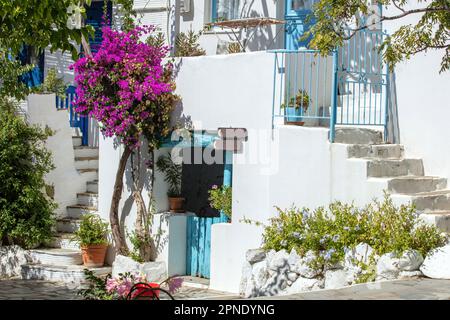 Tinos Insel Griechenland. Kykladische Architektur im Dorf Volax. Gepflasterte Gasse, rosa Bougainvillea, weiß getünchte Wände Stockfoto