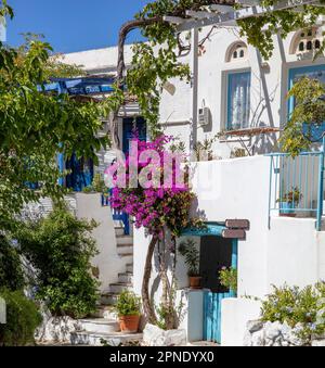 Tinos Insel Griechenland. Kykladische Architektur im Dorf Volax. Gepflasterte Gasse, rosa Bougainvillea, weiß getünchte Wände Stockfoto