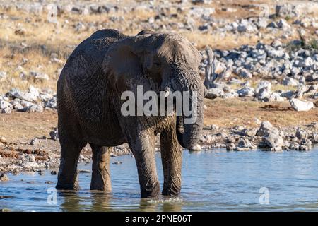 Teleaufnahmen eines afrikanischen Elefanten - Loxodonta Africana -, der aus einem Wasserloch im Etosha-Nationalpark in Namibia trinkt. Stockfoto