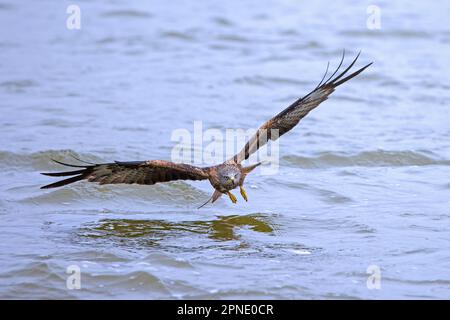 Roter Drachen (Milvus milvus) beim Tauchen für Fische, die im See auftauchen Stockfoto