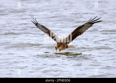 Roter Drachen (Milvus milvus) Im Flug fangen Fische mit Krallen von der Wasseroberfläche des Sees Stockfoto