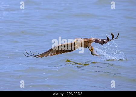 Roter Drachen (Milvus milvus) Im Flug fangen Fische mit Krallen von der Wasseroberfläche des Sees Stockfoto