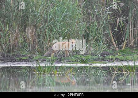 Solitärer Rotfuchs (Vulpes vulpes), der an einem nebligen Morgen im Herbst/Herbst auf dem Schilfbett/Schilfbett am Seeufer jagt/forscht Stockfoto