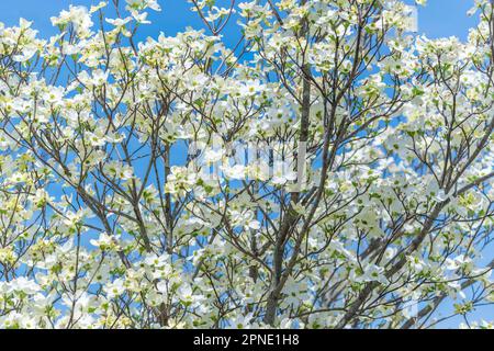 Horizontale Aufnahme eines Hundeholzbaums, bedeckt mit perfekten Blüten in der Osterwoche. Stockfoto