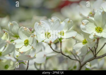 Horizontale Aufnahme der schönen Dogwood-Blüten in Tennessee im Frühling. Stockfoto