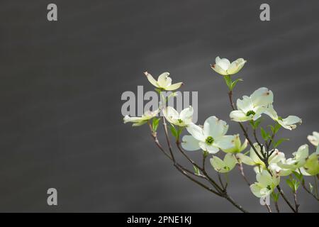 Horizontale Aufnahme mehrerer Hundeholzblüten vor einem dunklen Hintergrund mit Kopierbereich. Stockfoto