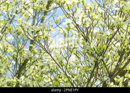 Horizontale Aufnahme weicher, überlappender Hundeholzblüten vor einem klaren blauen Himmel im Frühling. Stockfoto