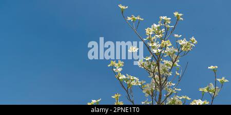 Horizontale Aufnahme von Springtime Dogwood blüht vor einem klaren blauen Himmel mit Kopierraum. Stockfoto