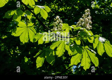 Frühling, Grün, Blätter, Rosskastanie, Zweig, Hintergrundbeleuchtung, Laub, Junge Blätter, Sonnenlicht, Aesculus hippocastanum Stockfoto