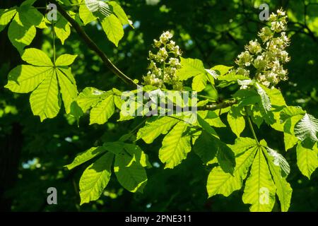 Sonnenlicht, Baum, Zweige, Hintergrundbeleuchtung, Blattwerk, Rosskastanie, Blätter, Jahreszeit, Frühling, Grün Stockfoto