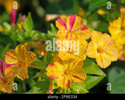 Blühende Wunderblume, Mirabilis jalapa Stockfoto